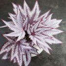 Purple Maple Leaf Begonia acerifolia 50 seeds Fresh Seeds