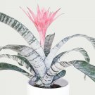 Aechmea Fasciata seeds 200 Seeds Fresh Seeds