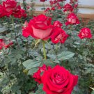 Two color rose Peach Blossom Snow Seeds 20 Seeds Fresh Seeds