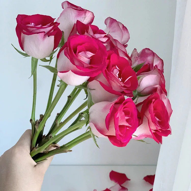 Two color rose Peach Blossom Snow Seeds 100 Seeds Fresh Seeds