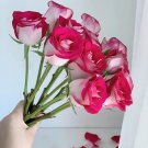 Two color rose Peach Blossom Snow Seeds 100 Seeds Fresh Seeds