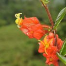 Columnea antennifera flower seeds 20 Seeds Fresh Seeds