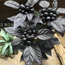 Black Pearl Ornamental Pepper 50 Seeds Fresh Seeds
