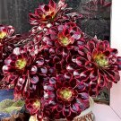 Color 1 Succulent Mage Aeonium Arboreum 100 Seeds Fresh Seeds