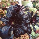 Color 3 Succulent Mage Aeonium Arboreum 200 Seeds Fresh Seeds