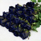 Hooked Edge Black rose Seeds 200 Seeds Blue Fresh Seeds