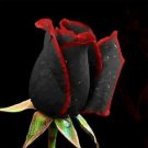 Hooked Edge Black rose Seeds 20 Seeds Red Fresh Seeds