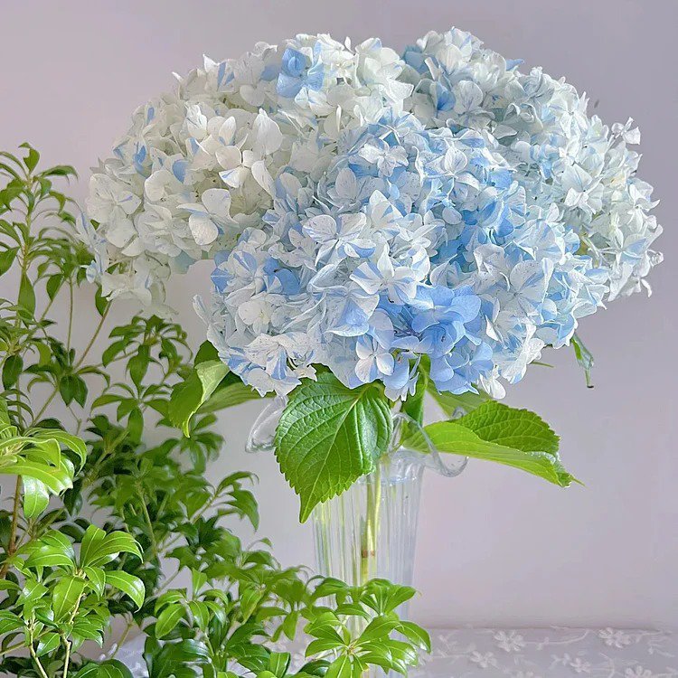 Hydrangea macrophylla blue meteor shower Seeds 20 Seeds Fresh Seeds