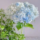 Hydrangea macrophylla blue meteor shower Seeds 20 Seeds Fresh Seeds