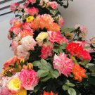 climbing vine moon Rainbow's End, Cl Seeds 20 Seeds Fresh Seeds