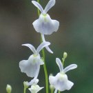 White Utricularia Sandersonii 200 Seeds Fresh Seeds