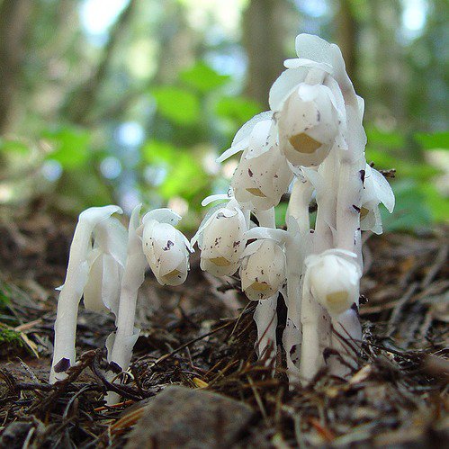 White Ghost Plant 50 Seeds Fresh Seeds