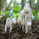 White Ghost Plant 50 Seeds Fresh Seeds