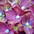 100 Seeds Hydrangea Rembrandt Series 05 Fresh Seeds