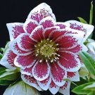 Helleborus Painted Doubles 200 Seeds Fresh Seeds