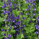 Blue False Indigo Baptisia australis Seeds 100 Seeds Fresh Seeds