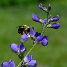 Blue False Indigo Baptisia australis Seeds 200 Seeds Fresh Seeds