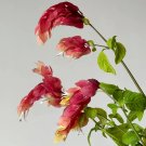 Red Justicia Brandegeana Seeds 50 Seeds Fresh Seeds