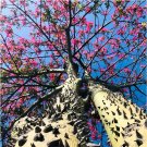 Red Silk floss tree Seeds 50 Seeds Fresh Seeds