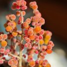 Drosanthemum Succulent Mix Seed 200 Seeds Fresh Seeds