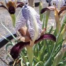 Iris Paradox Form Choschab 100 Seeds Fresh Seeds