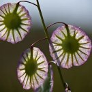 Thysanocarpus radians Fringe Pod 50 Seeds Fresh Seeds
