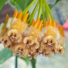Hoya headquarters of Miq Seeds 50 Seeds Fresh Seeds