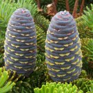 8 Seeds Abies Koreana Fresh Seeds Garden