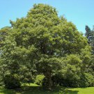 10 Seeds Acer Pseudoplatanus Fresh Seeds Garden