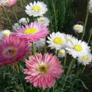100 Seeds Acroclinium Grandiflorum Mix Helipterum Roseum Fresh Seeds Garden