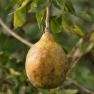 6 Seeds Aegle Marmelos Fresh Seeds Garden
