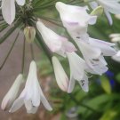 15 Seeds Agapanthus Africanus Blue Tips Fresh Seeds Garden