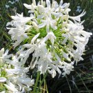 10 Seeds Agapanthus Praecox Alba Fresh Seeds Garden