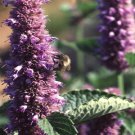 Agastache Rugosa Fresh Seeds Garden
