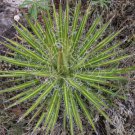 5 Seeds Agave Multifilifera Fresh Seeds Garden