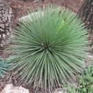 8 Seeds Agave Stricta Fresh Seeds Garden