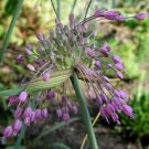 30 Seeds Allium Carinatum Subsp Pulchellum Fresh Seeds Garden