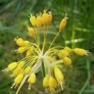 Allium Flavum Nanum Fresh Seeds Garden