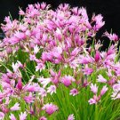 15 Seeds Allium Mairei Amabile Fresh Seeds Garden