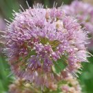 10 Seeds Allium Nutans Fresh Seeds Garden