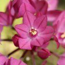 10 Seeds Allium Oreophilum Fresh Seeds Garden