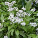 10 Seeds Allium Ursinum Fresh Seeds Garden