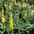 10 Seeds Aloe Striatula Fresh Seeds Garden