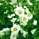 Alonsoa Albiflora Fresh Seeds Garden