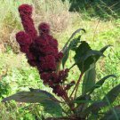 100 Seeds Amaranthus Pointy Fingers Fresh Seeds Garden
