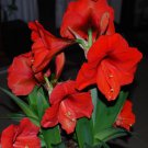 12 Seeds Amaryllis Vittata Red Giant Hippeastrum Fresh Seeds Garden