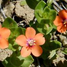 Anagallis Arvensis Fresh Seeds Garden