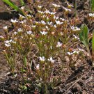 10 Seeds Androsace Septentrionalis Fresh Seeds Garden