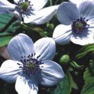 30 Seeds Anemone Leveillei Fresh Seeds Garden