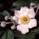 500 Seeds Anemone Tomentosa Fresh Seeds Garden